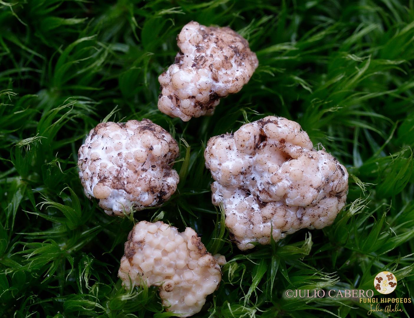 Imagen de portada 1435