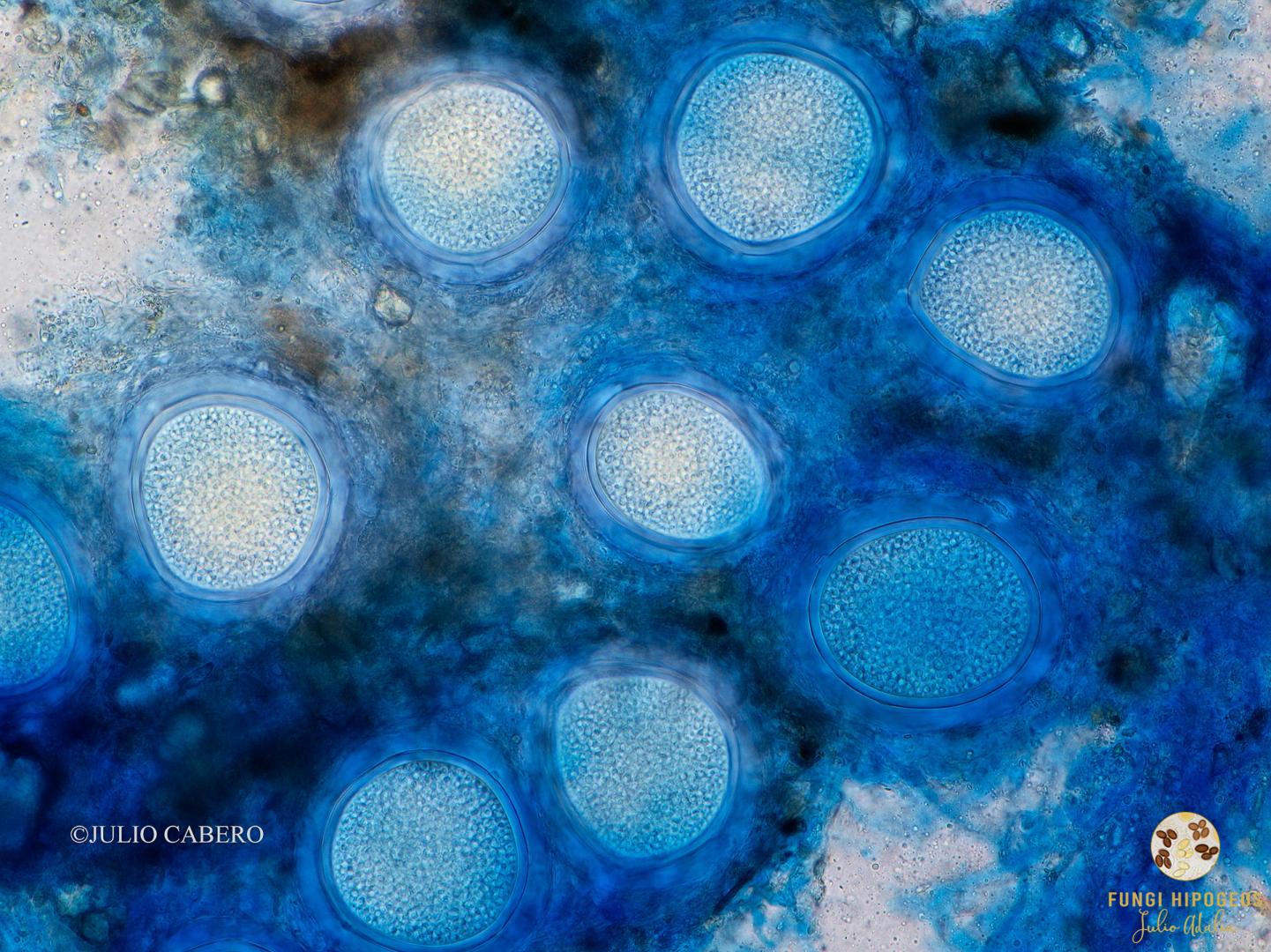 Imagen de portada 1436