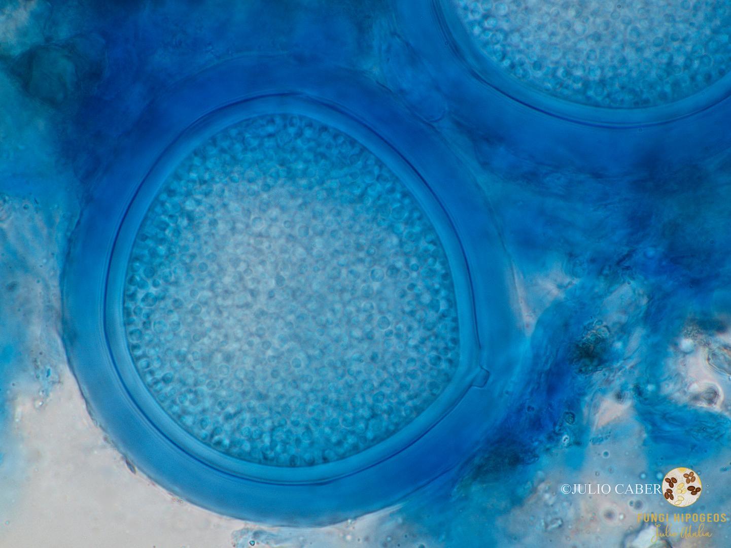 Imagen de portada 1437